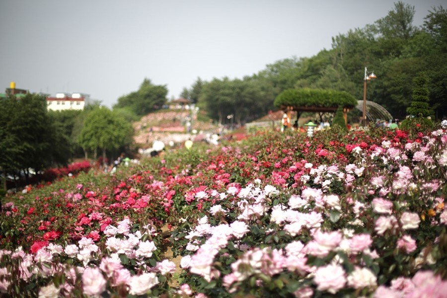 백만송이장미원